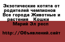  Экзотические котята от родителей чемпионов - Все города Животные и растения » Кошки   . Марий Эл респ.